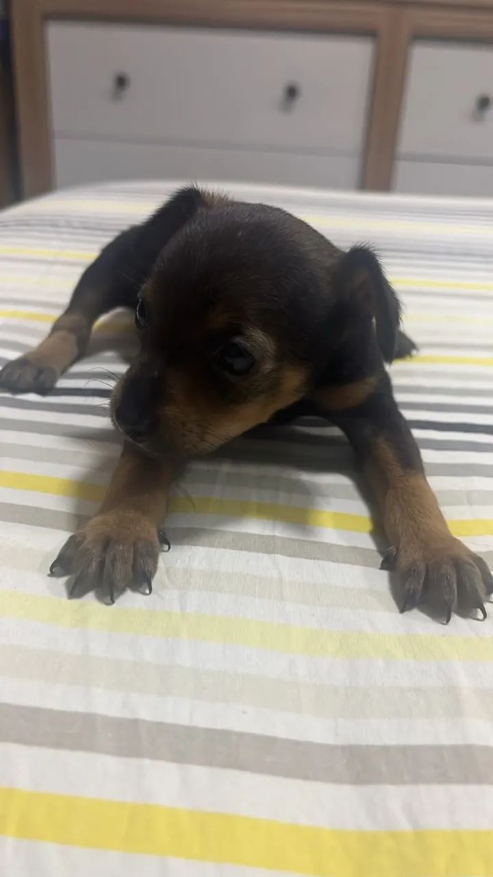 Cachorros - Foto 3