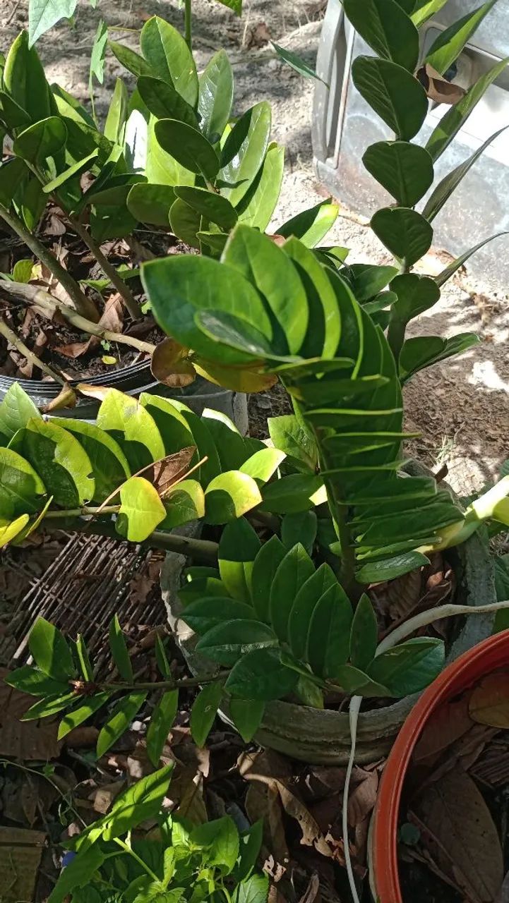 Plantas  - Foto 5
