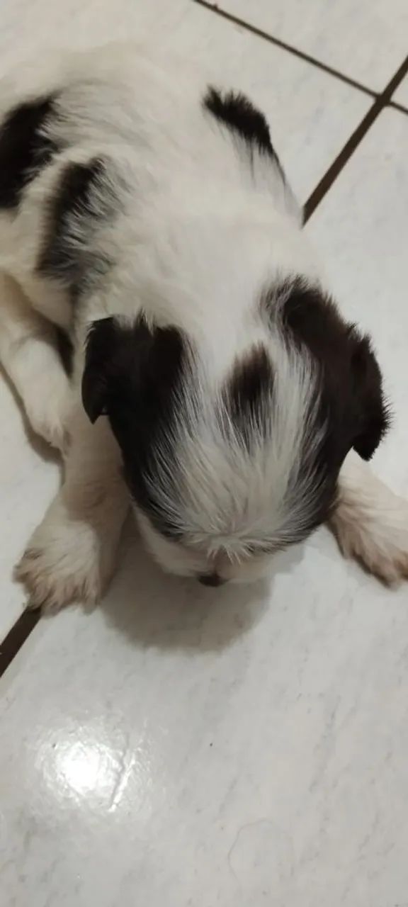 Vendo shih Tzu  - Foto 2