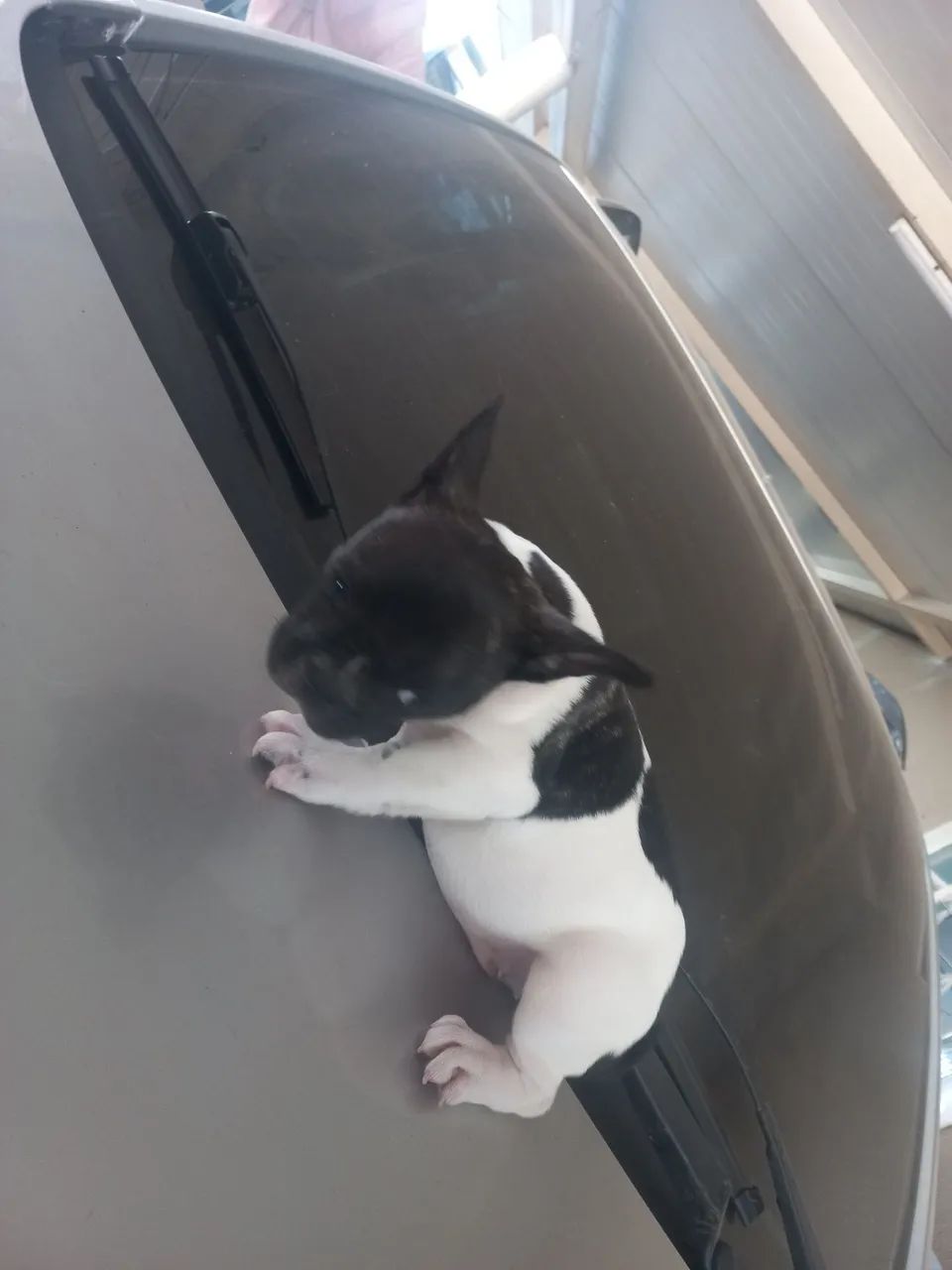 Macho bulldog francês a disponível - Foto 5