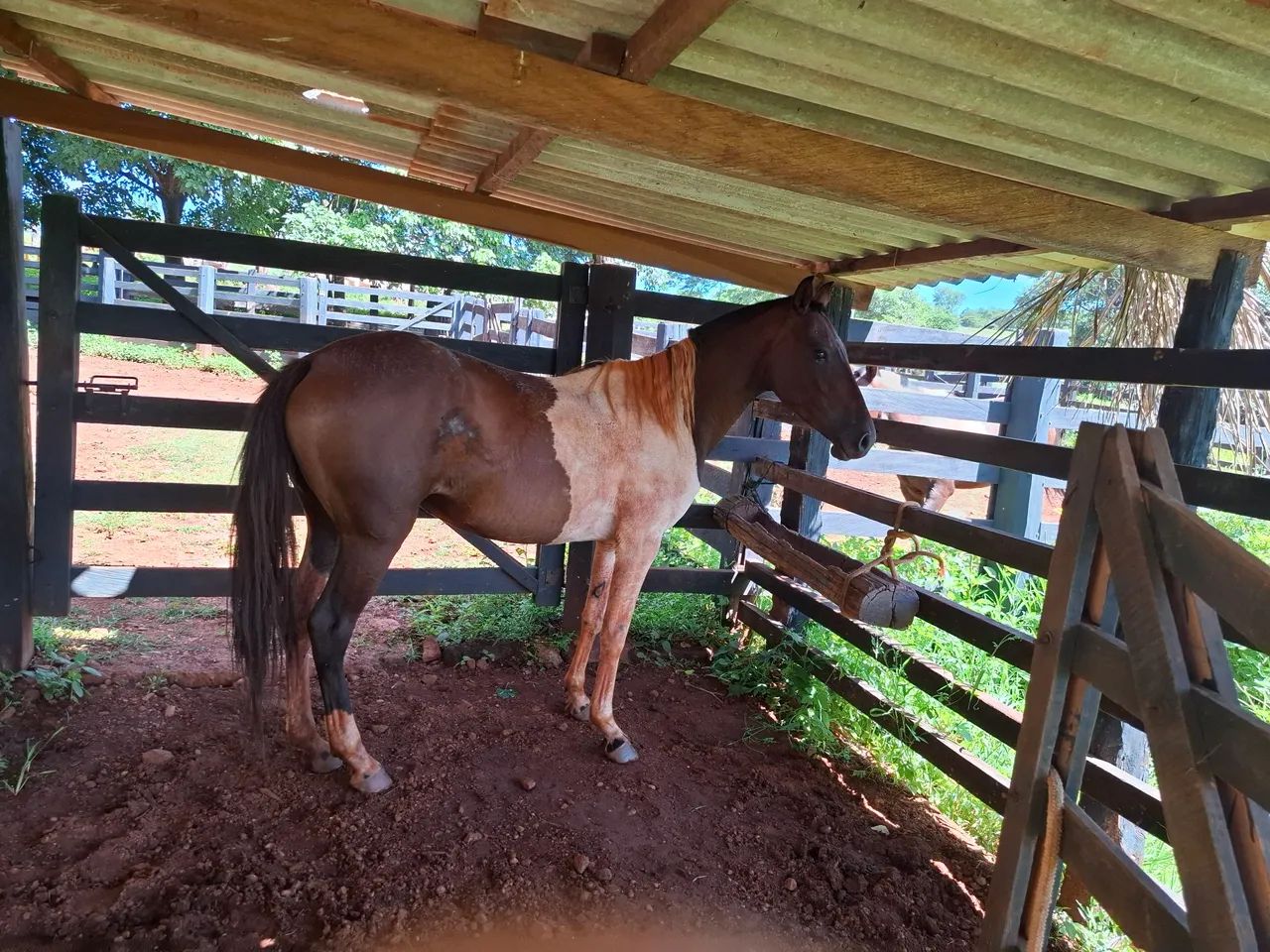 Égua pampa linda  - Foto 4
