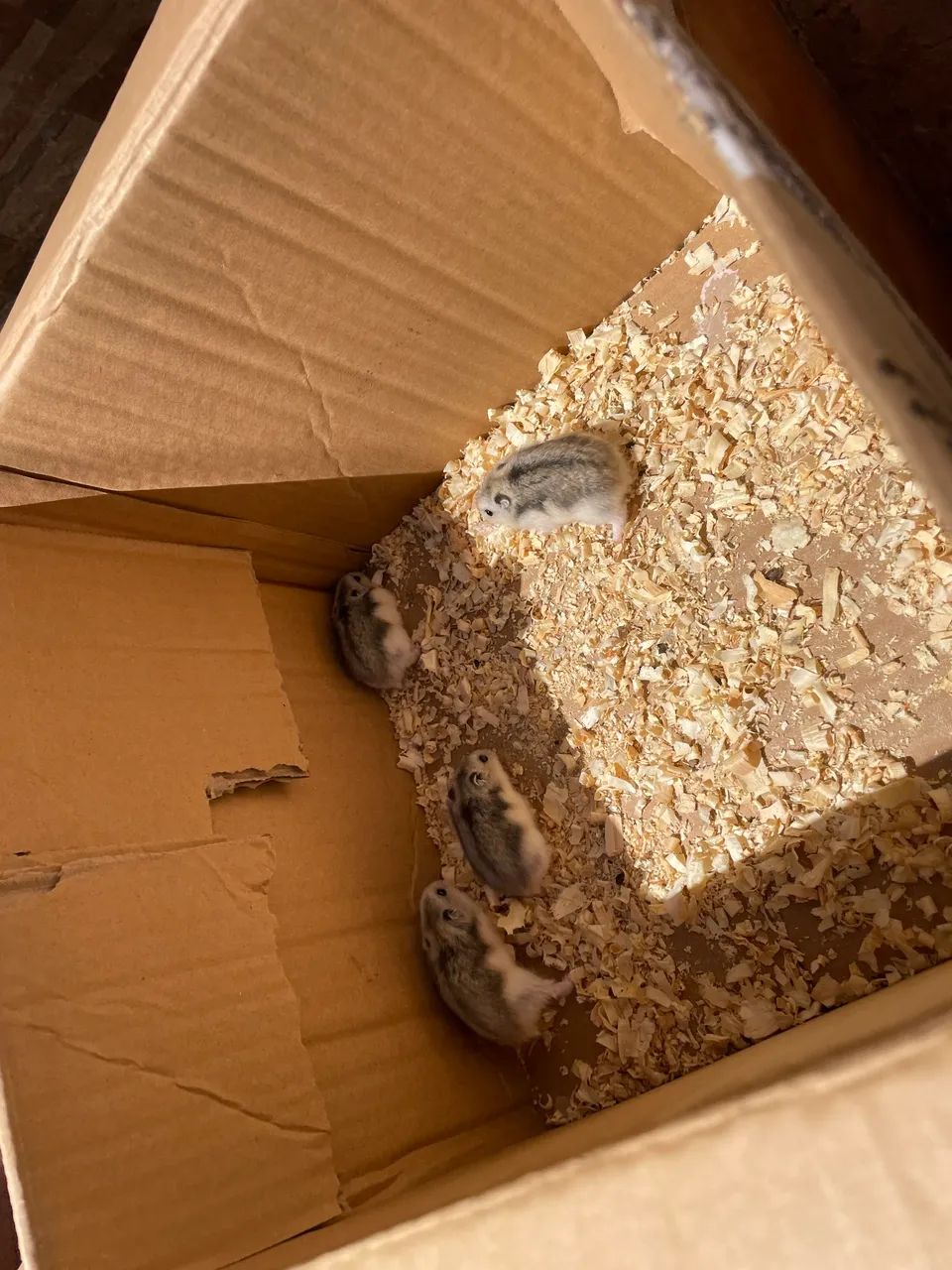 Hamster - Foto 4