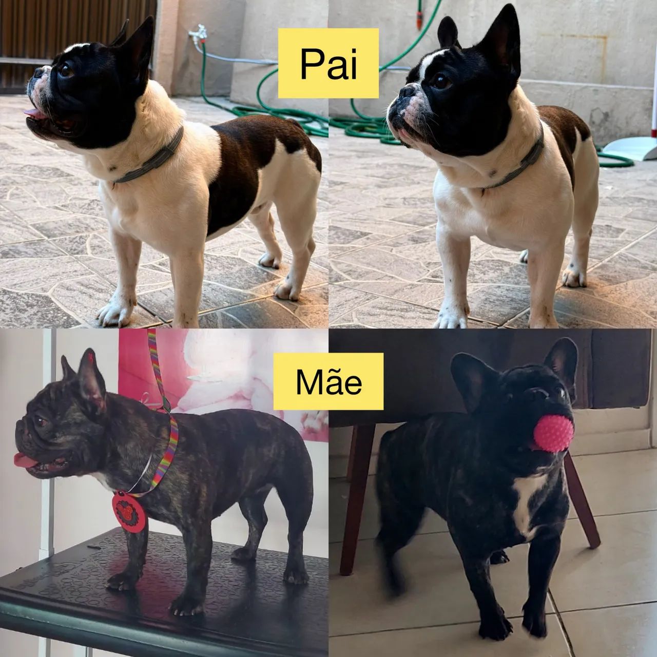Bulldog Francês  - Foto 5