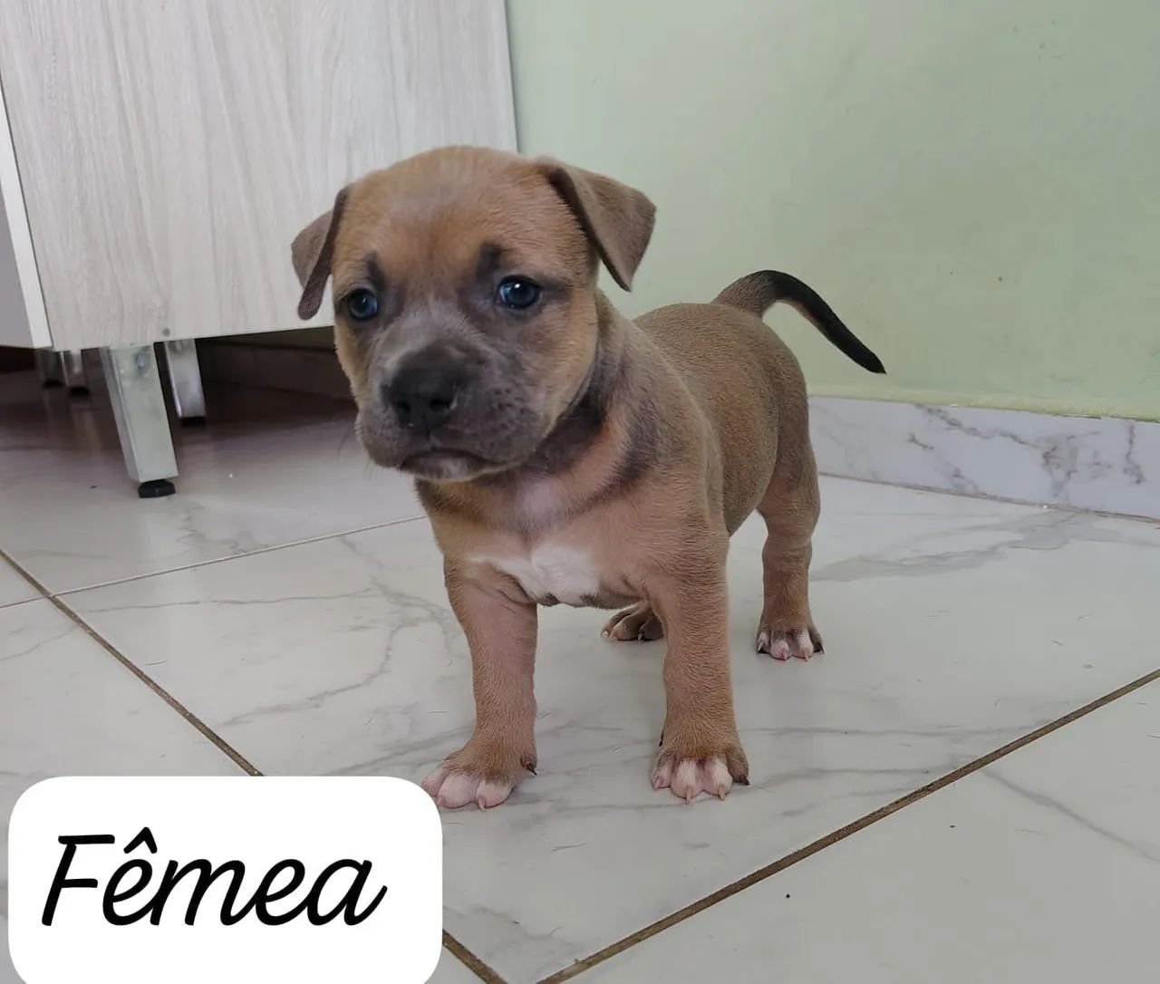 Venda de filhotes amistaf  - Foto 3