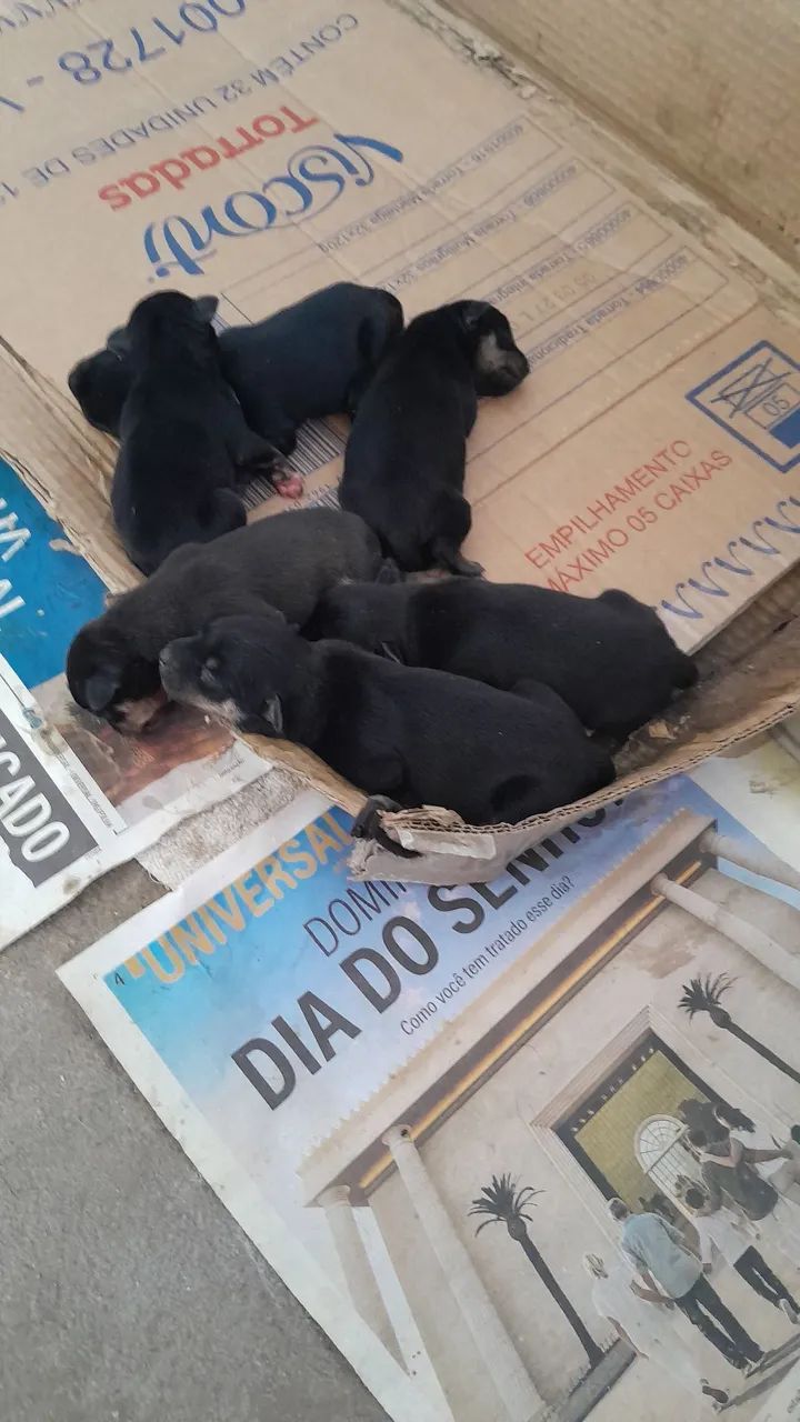 Cachorro pinscher  - Foto 2