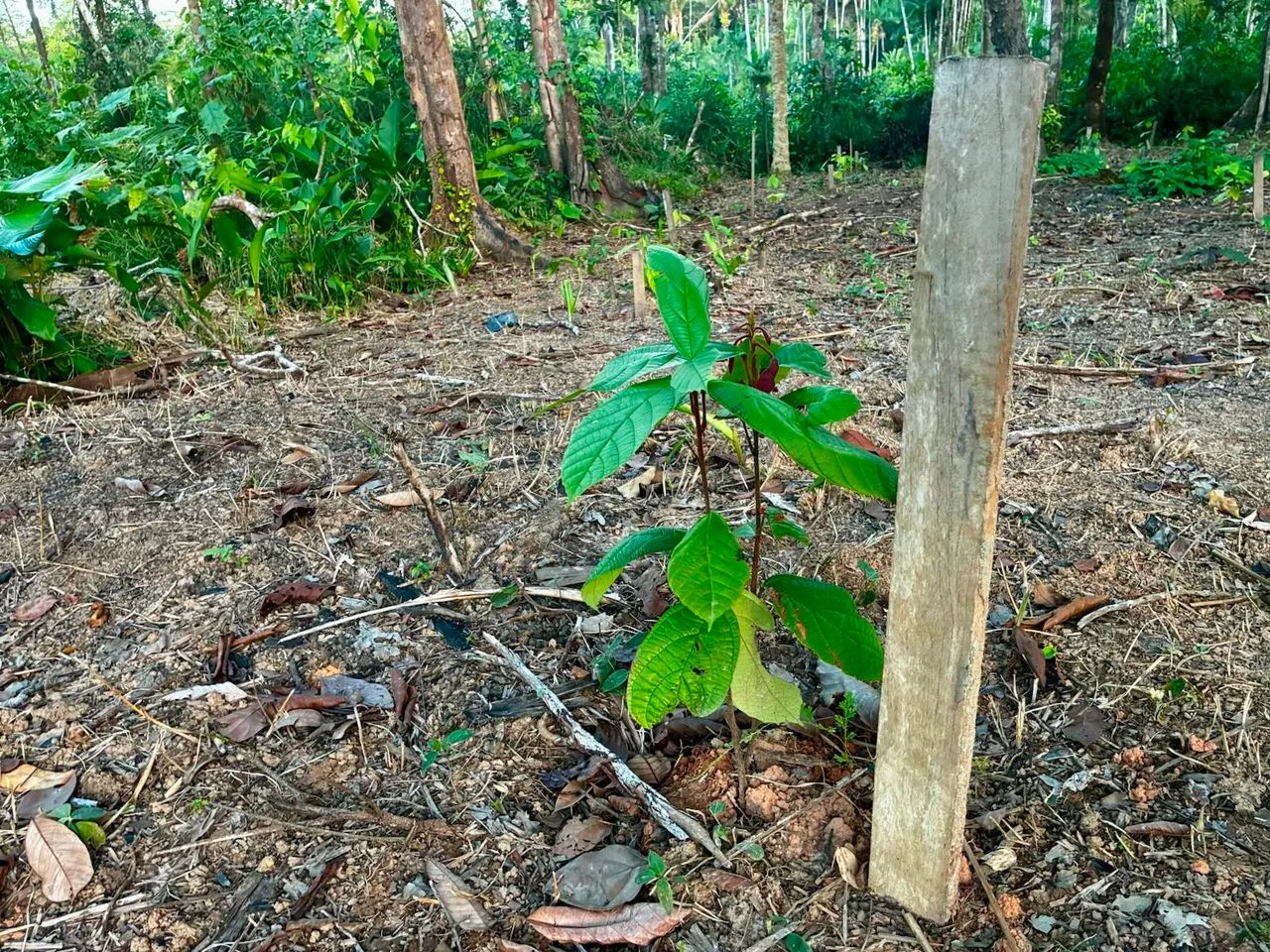 Rio pantãnarir  - Foto 4