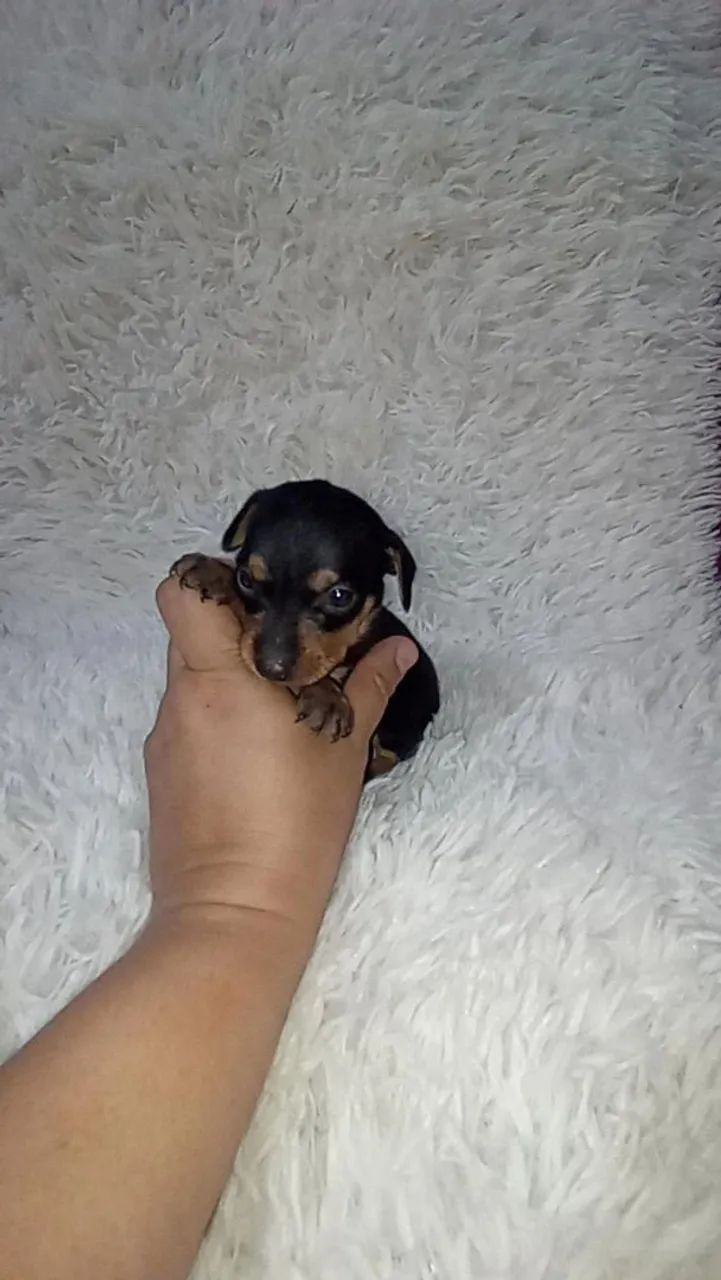 Pinscher zerinho macho ( perfeitinho) - Foto 3