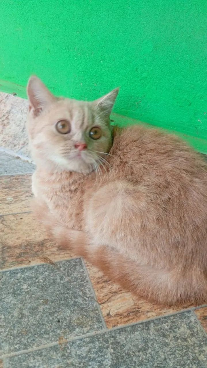 Britsh shorthar 