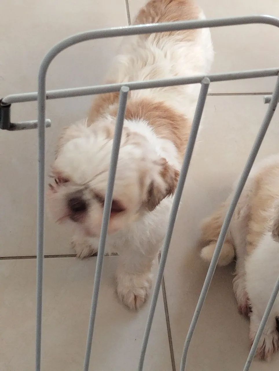 Shihtzu fêmea 600,00 cada 