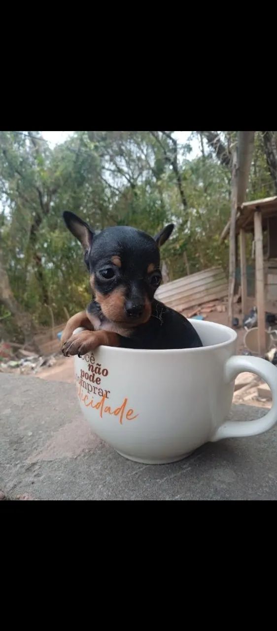 Pinscher macho  - Foto 3