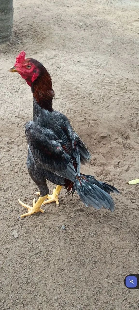 Frango