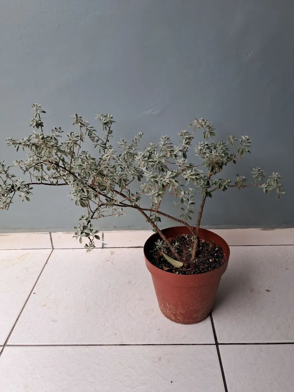 Planta chuva de prata