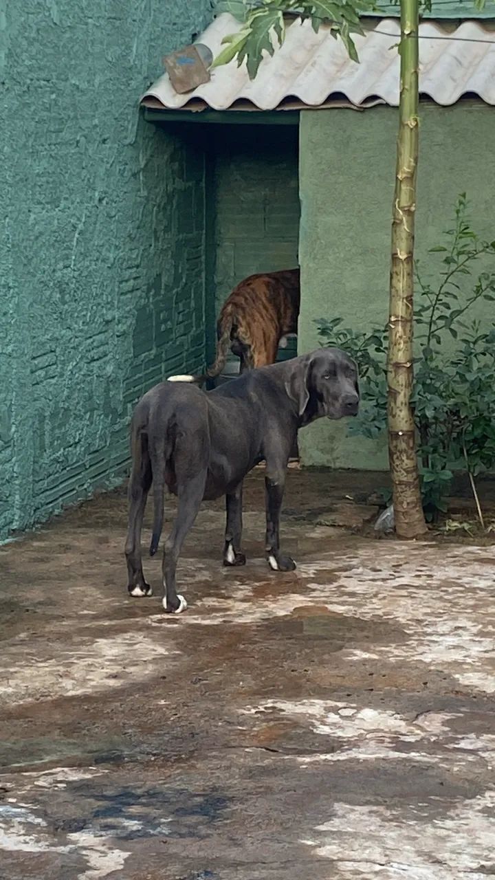 Fila Brasileiro - Foto 4