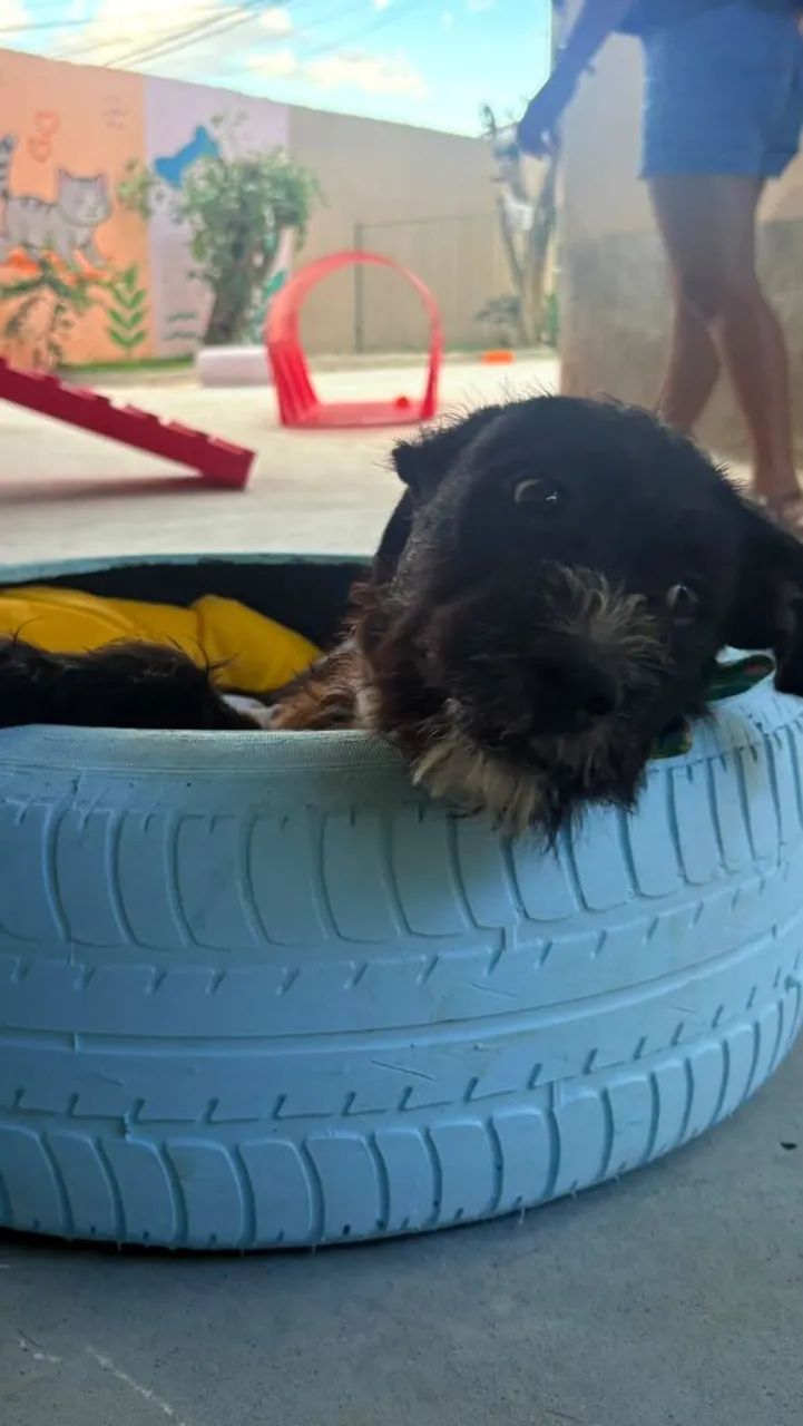 Cachorro ?