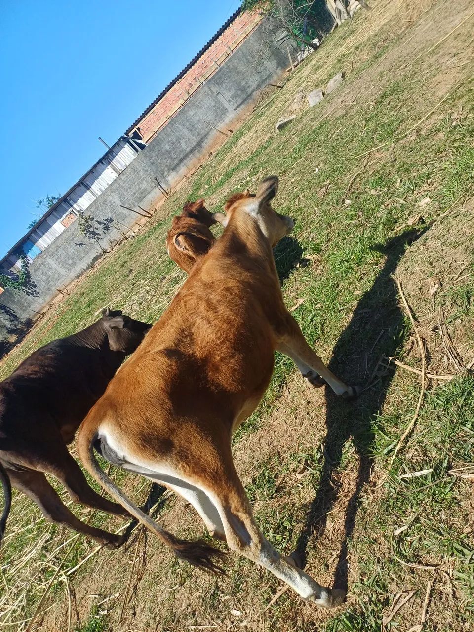 Novilha - Foto 5