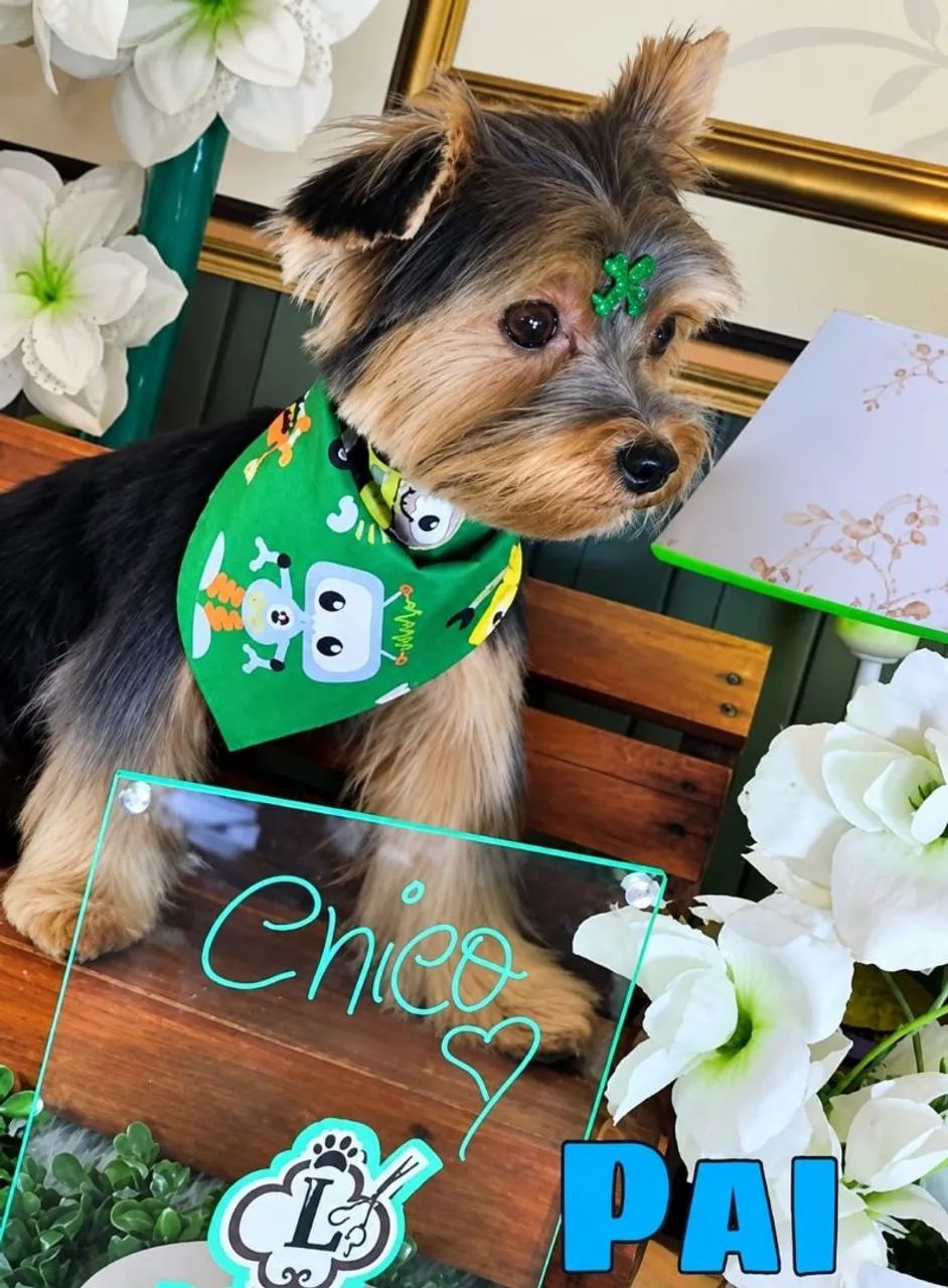 Yorkshire terrier - Foto 4