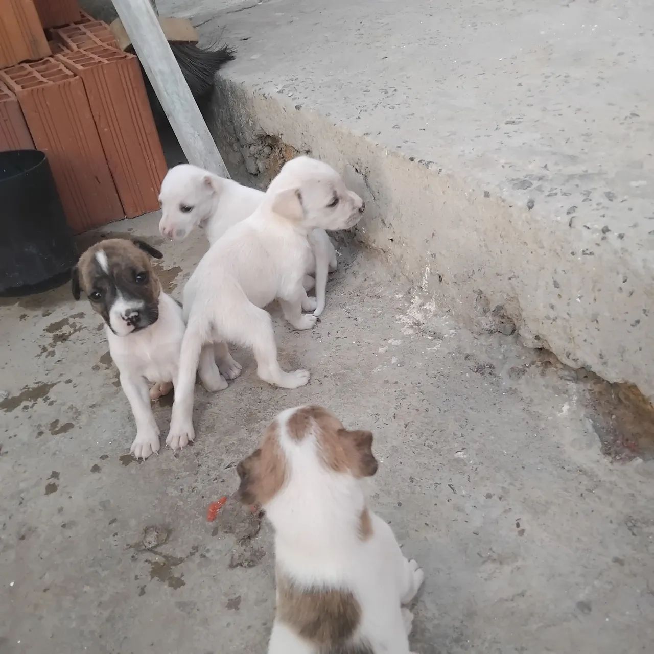 Cachorros para doação  - Foto 3