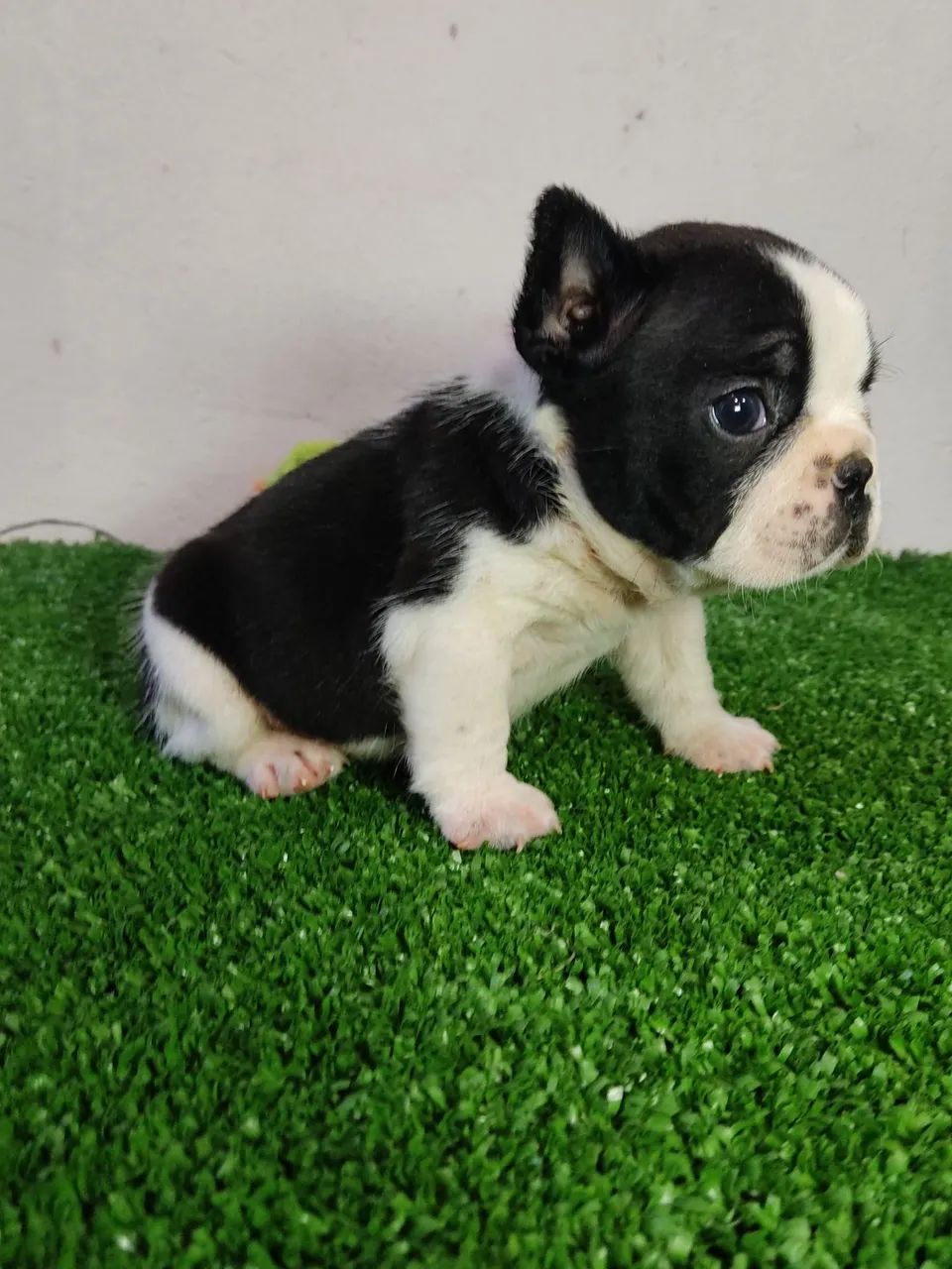 Budog francês Fêmea 