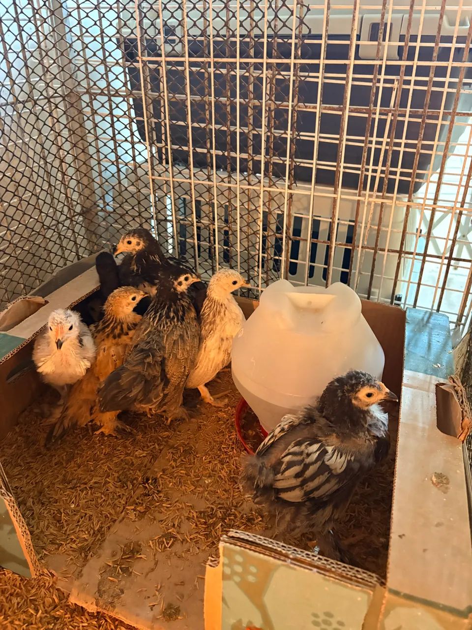 Pintinhos de Garnize, Brahma e Sedosa  - Foto 5