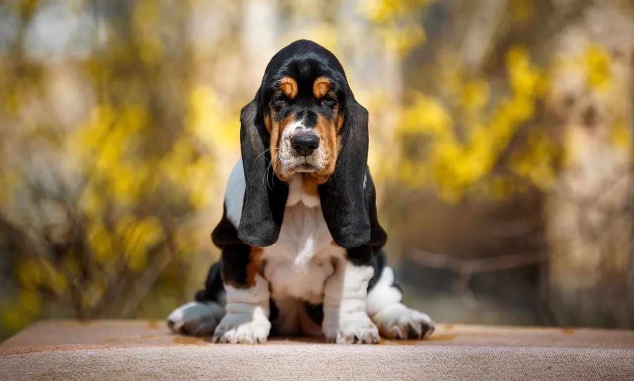 Basset hound  - Foto 2