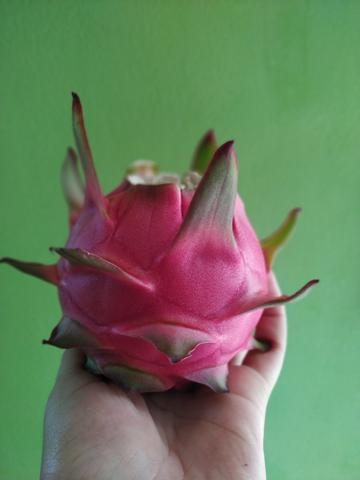 Mudas de pitaya - Foto 2