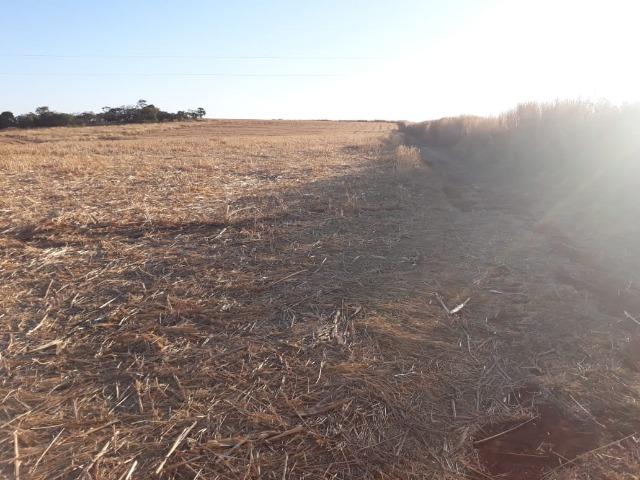 Fazenda de 28 alqueires ( 135 hectares ) Paraúna-GO ( soja ) - Foto 7