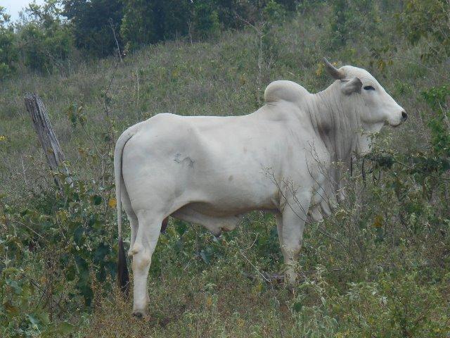 Fazenda 172 tarefas de terra com sede para criaçao de gado e cavalo e plantaçao - Foto 6