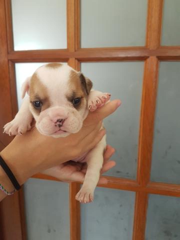 Filhotes Bulldog Inglês - Foto 3