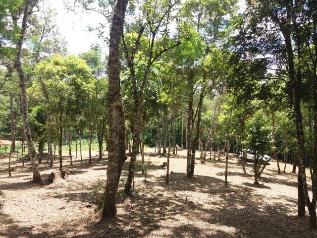 Terreno em Avenquiha - Campo Alegre, 30.000 m.² - Foto 5
