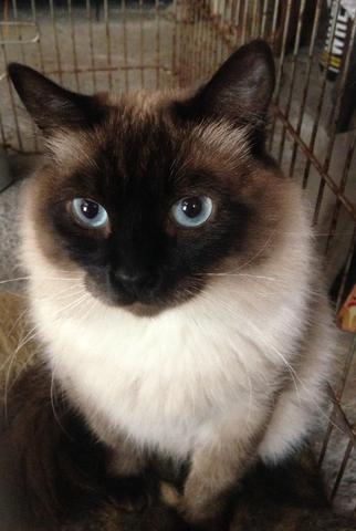 Adoção conjunta de gatos - castrados e vacinados - Foto 2