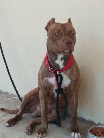 Filhotes pitbull - Foto 5