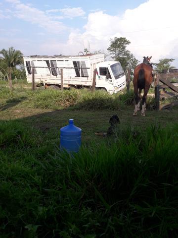 Vendo ou negocio em gado - Foto 4