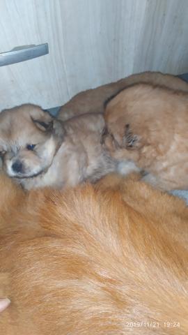 Lindos filhotes de chouchou disponível macho e fêmea - Foto 2