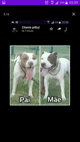 Filhotes de pitbull - Foto 3