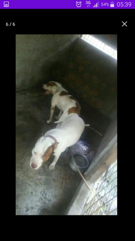 Filhotes de pitbull - Foto 4