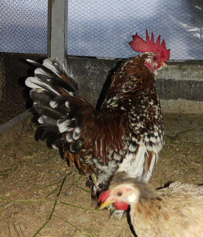 Vendo galo belgiam - Foto 2