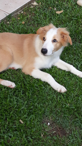 Boder Collie