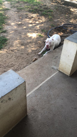 Filhotes de Pitbull - Foto 5