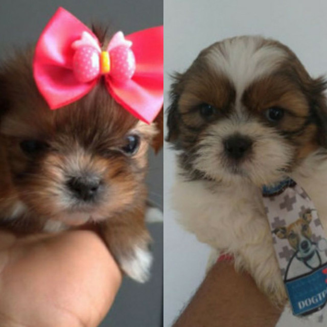 Cachorro é aquele ser que traz o bem