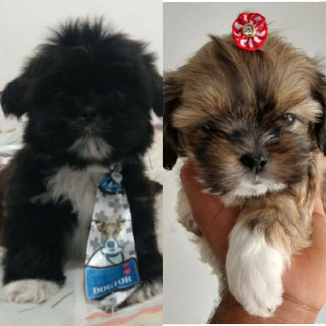 Ninguém pode se queixar da falta de um amigo, podendo ter um cão<br><br>