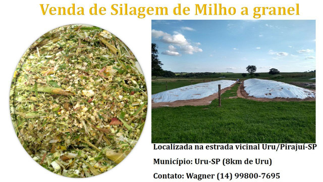 Silagem de milho a granel
