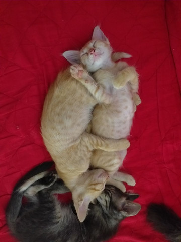 Doação de gatinhos - Foto 3