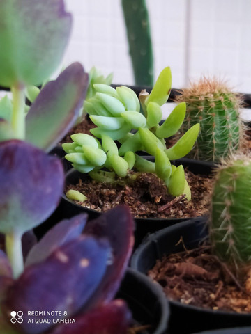 Plantas - Foto 3