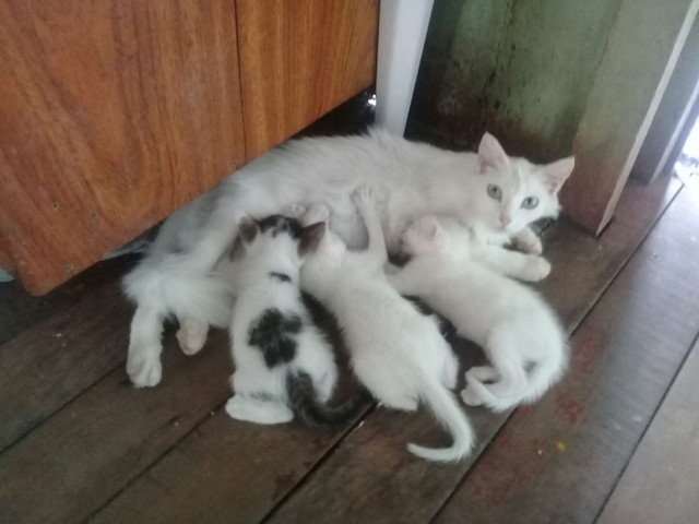Adoção de gatos.