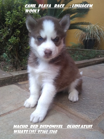 Husky Siberiano : Machos linhagem de campeoes olhos azuis C/Pedigree