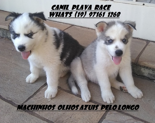 Husky Siberiano : Machos linhagem de campeoes olhos azuis C/Pedigree - Foto 2