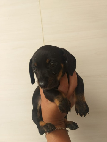 Teckel - parcelamos em até 12x - com pedigree, contrato, suporte veterinário