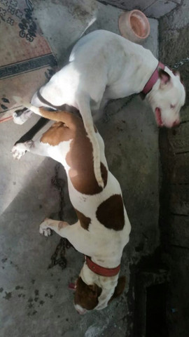 Filhotes de pitbull - Foto 6