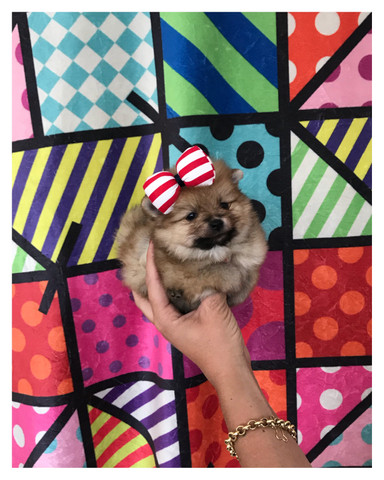 Spitz alemão Fêmeas COM PEDIGREE SUPER PEQUENINAS - Foto 6