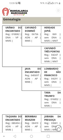 ÉGUA MANGALARGA